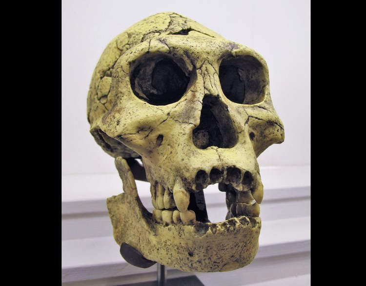 1750158969724-tengkorak-homo-erectus