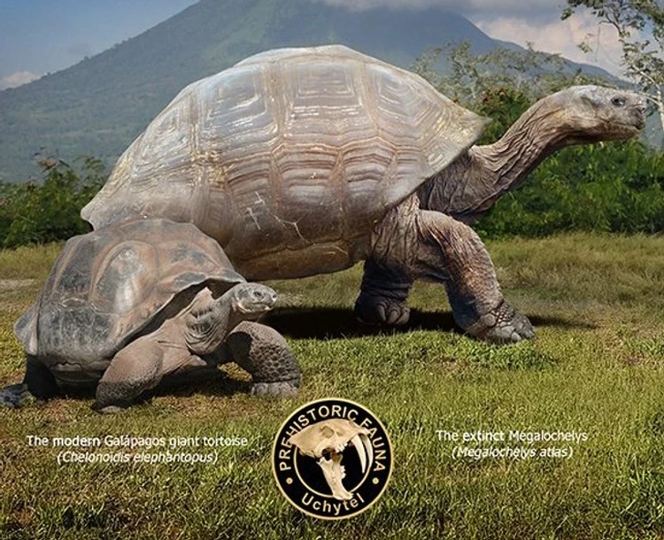 1752037819867-hewan-punah-1751969988772