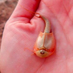 1756965196534-triops-5