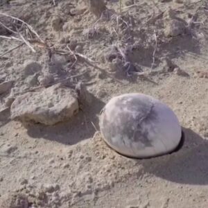1761348251720-telur-dinosaurus-1761294651030