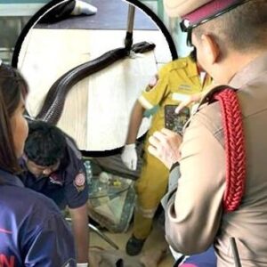 1761717429676-pria-thailand-tewas-digigit-cobra-1761696630892_169