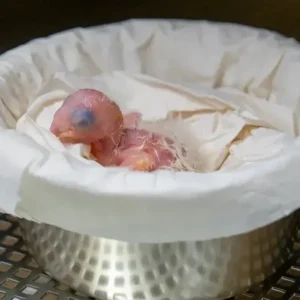 1761759958075-macaw-spix-1761636184447_169