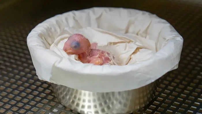 1761759958075-macaw-spix-1761636184447_169