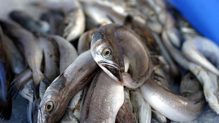 1761825079951-tips-mengolah-belut_169