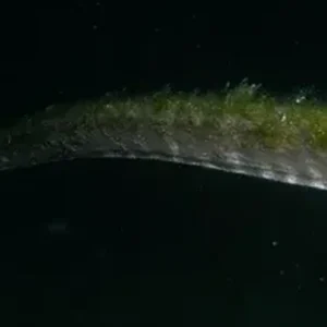 1761889988720-ular-purba-di-pulau-komodo-1761876006947_169