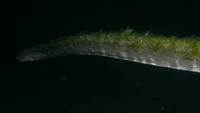 1761889988720-ular-purba-di-pulau-komodo-1761876006947_169