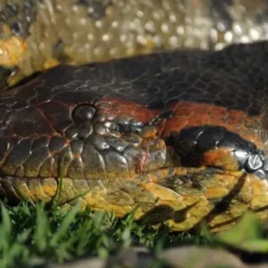 1761890032871-anaconda-hijau-utara-1743038416170_169