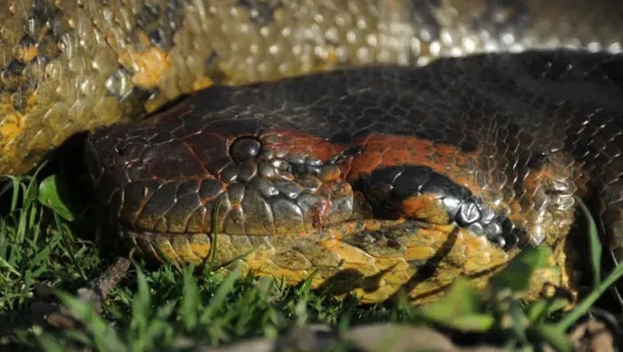 1761890032871-anaconda-hijau-utara-1743038416170_169