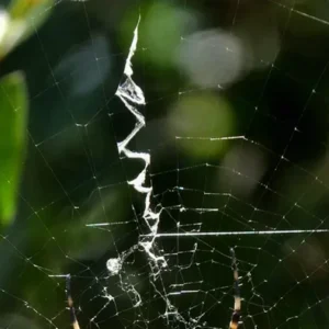 1761911401196-jaring-laba-laba-1761808619819_169