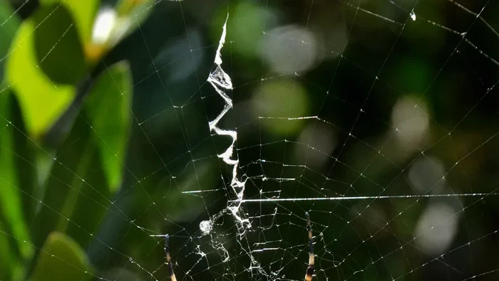 1761911401196-jaring-laba-laba-1761808619819_169