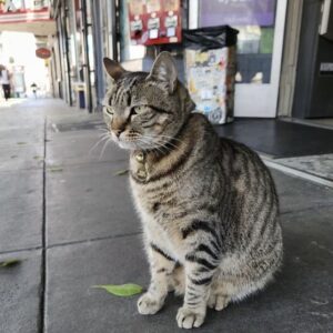 1762451177603-kucing-kitkat-1762415389588