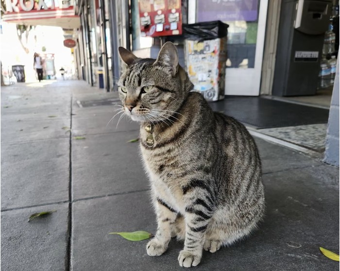 1762451177603-kucing-kitkat-1762415389588