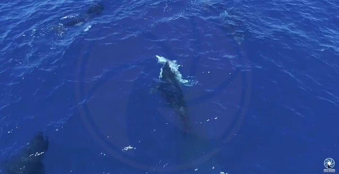 1762516218422-orca-1762488623573