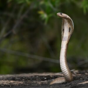 1762989644769-ilustrasi-ular-kobra