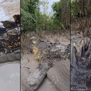 1763185485358-buaya-air-asin-mirip-godzilla