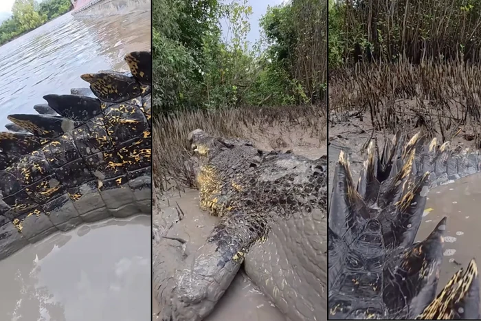 1763185485358-buaya-air-asin-mirip-godzilla