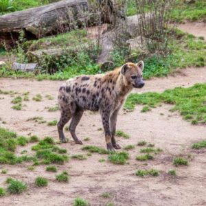 1763271610600-hyena-tutul-muncul-pertama-kali-dalam-5000-tahun