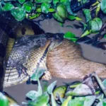 1763335693174-anaconda-hijau-utara-1743038416036