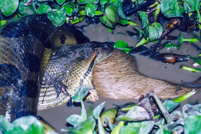 1763335693174-anaconda-hijau-utara-1743038416036