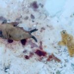 1763444865921-nature-photographer-of-the-year-2025-1763426852221