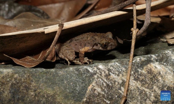 1763485640303-spesies-katak-baru-leptobrachella-kungfu-1763443315487