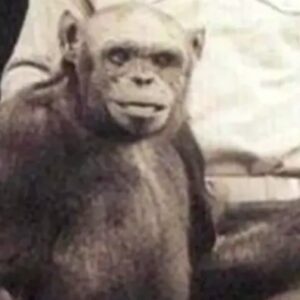 1763960785238-ilustrasi-hibrida-manusia-simpanse_169