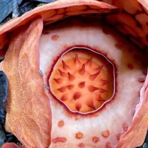 1763982453431-penemuan-rafflesia-hasseltii-1763624903955_169