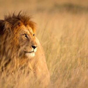 1763982459567-ilustrasi-singa_169