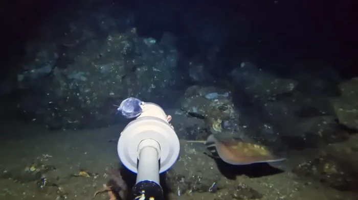 1764263281925-spesies-ikan-pari-langka-terekam-kamera-youtuber-1764241429567_169