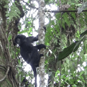 1764587297111-pelepasliaran-2-lutung-jawa-betina-di-taman-nasional-bromo-tengger-semeru-1_169