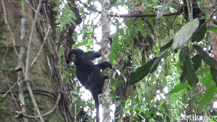 1764587297111-pelepasliaran-2-lutung-jawa-betina-di-taman-nasional-bromo-tengger-semeru-1_169