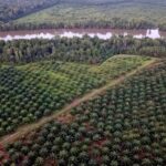 1764716727160-foto-udara-hutan-mangrove-di-jambi-jadi-kebun-sawit