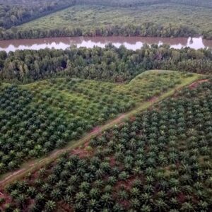 1764716727160-foto-udara-hutan-mangrove-di-jambi-jadi-kebun-sawit