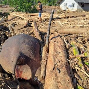 1764760142424-bangkai-gajah-ditemukan-tertumpuk-kayu-usai-banjir-di-pidie-jaya-aceh-1764397178502