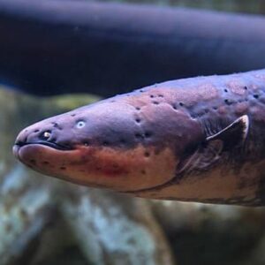 1764825009296-bentuk-tubuh-belut-listrik_169