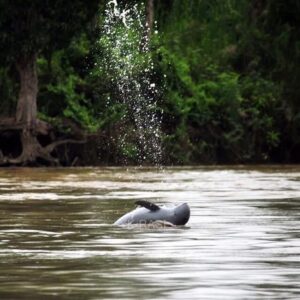 1765083986704-potret-pesut-mahakam-bermain-air-1743568585826